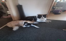 Border Collie dogs for sale: Beautiful Border Collie pups - Image 18