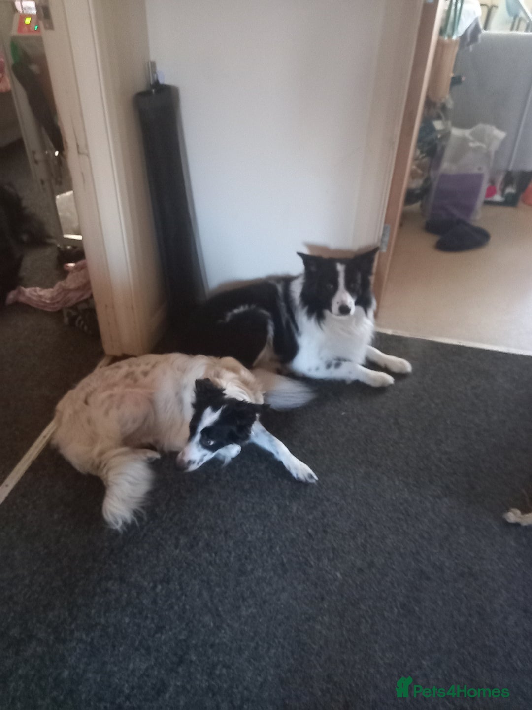 Border Collie dogs for sale: Beautiful Border Collie pups - Image 18