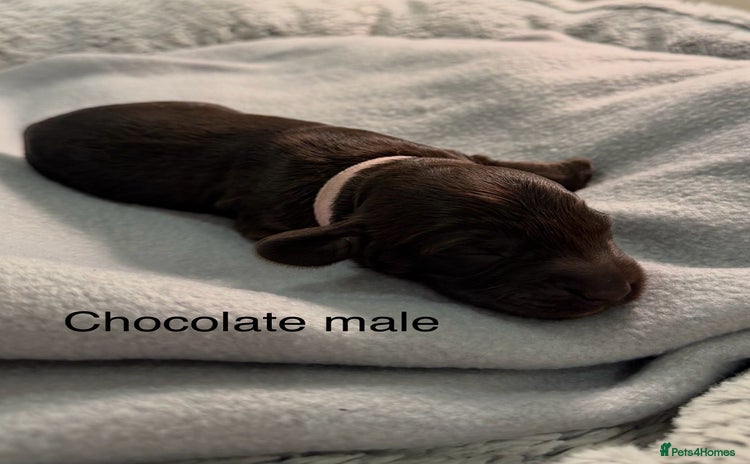 Cockapoo dogs - Advert 1