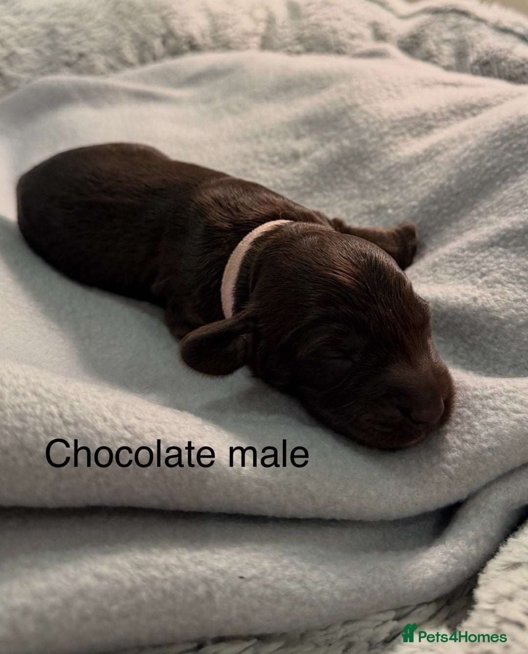 Cockapoo dogs for sale: F1b Cockapoo Puppies - Image 1