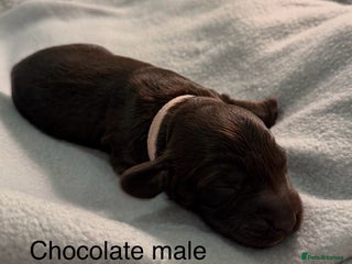 Cockapoo dogs - Advert 14