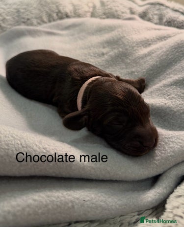 Cockapoo dogs - Advert 6