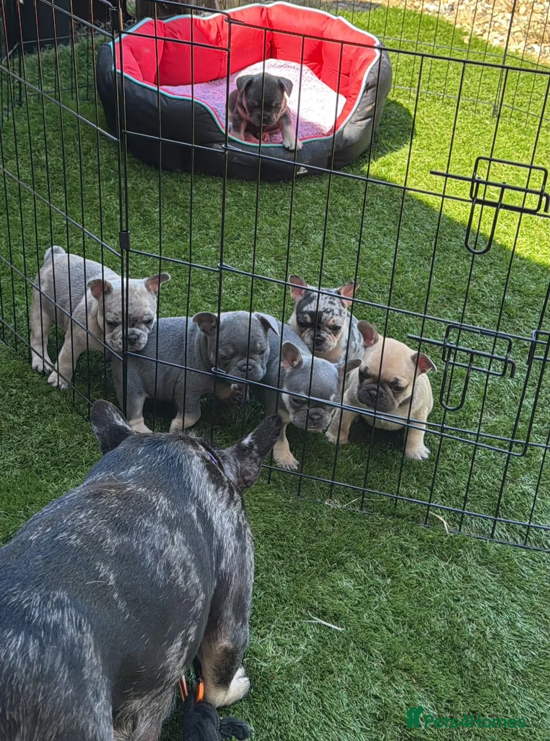 French Bulldog dogs for sale: 5 stunning French bulldogs  in Wokingham - Advert 2
