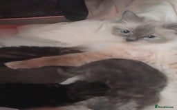 Mixed Breed cats for sale: 1 boy and 1 girl kitten - Image 4