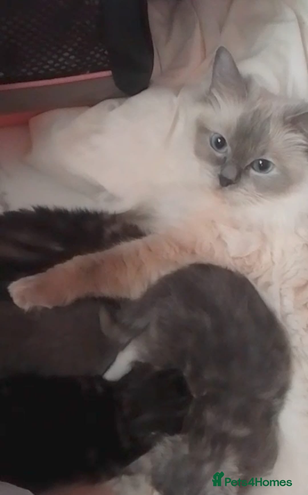 Mixed Breed cats for sale: 1 boy and 1 girl kitten - Image 4