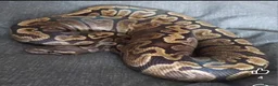 Python Snake reptiles for sale: CB21 GHI royal python  - Advert 1