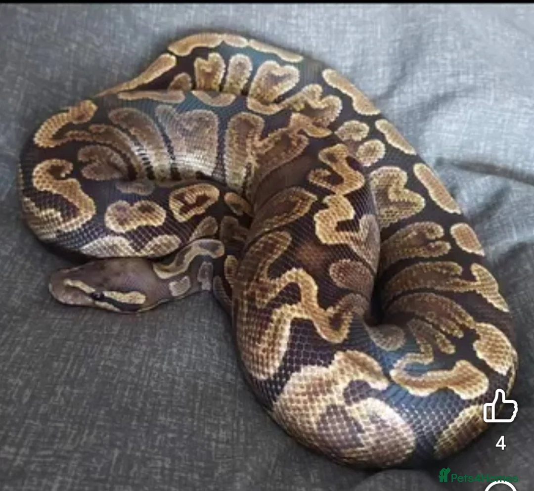 Python Snake reptiles for sale: CB21 GHI royal python  - Advert 1