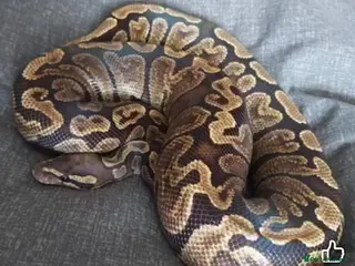 Python Snake reptiles CB21 GHI royal python - Advert 13