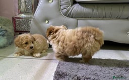 Maltipoo dogs for sale: Outstanding F1 Maltipoo Puppies - Image 12