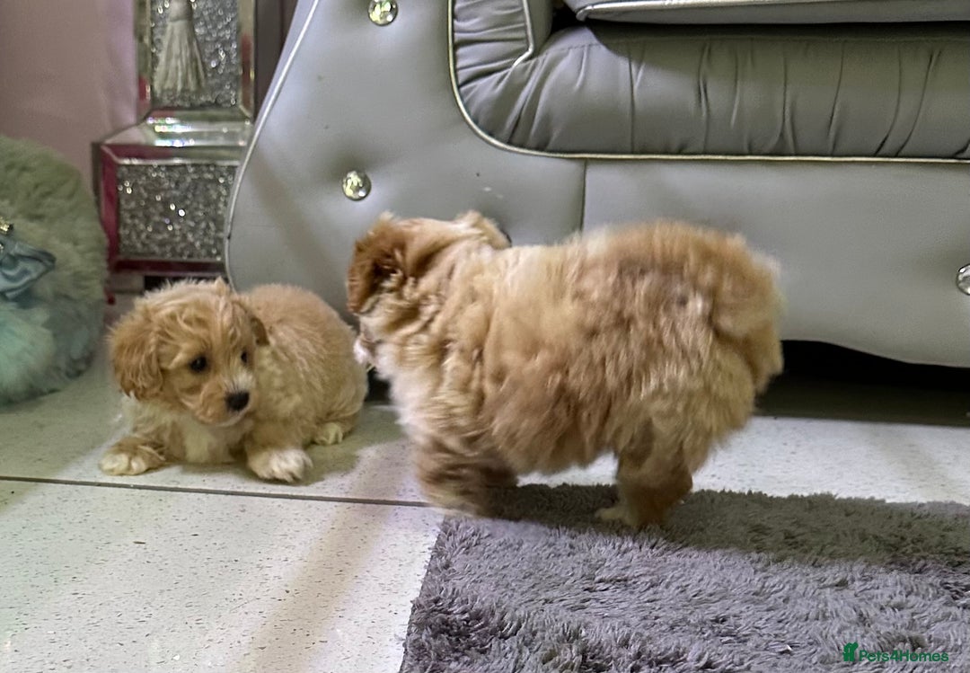 Maltipoo dogs for sale: Outstanding F1 Maltipoo Puppies - Image 12
