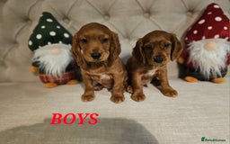 Cocker Spaniel dogs for sale: KC REGISTERED WORKING COCKERS - Image 10