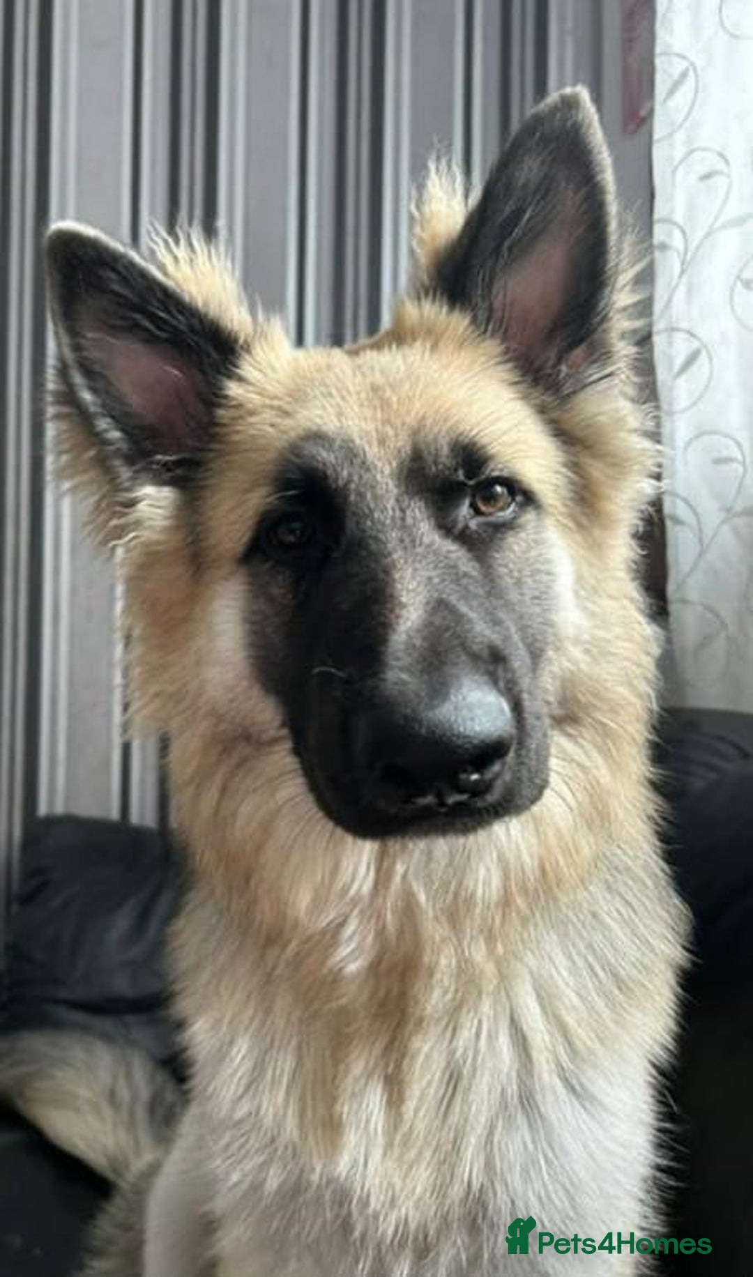 German Shepherd dogs for sale: Pure breed German shepherd puppy girl - Image 10