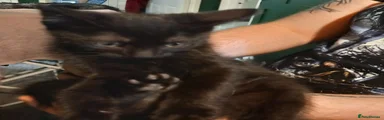 Domestic Shorthair Kitten 6