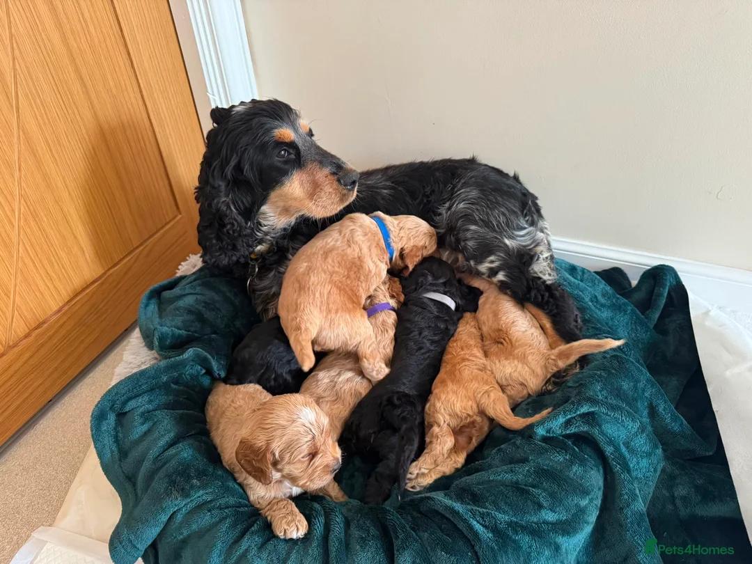 Cockapoo dogs for sale: Toy cockapoo puppies (golden) (tri) super cute - Advert 1