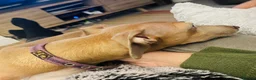 Italian Greyhound dogs for sale: Spayed kc registered female for rehome  in Banbury - Advert 3