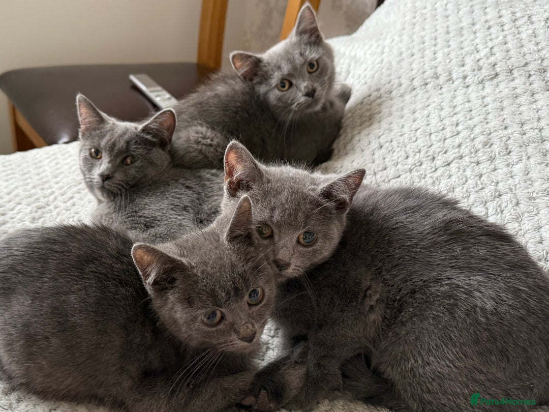 Russian Blue cats for sale: Russian Blue Kittens - Image 3