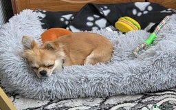 Chihuahua dogs for sale: Chihuahua 1 year old - Image 2