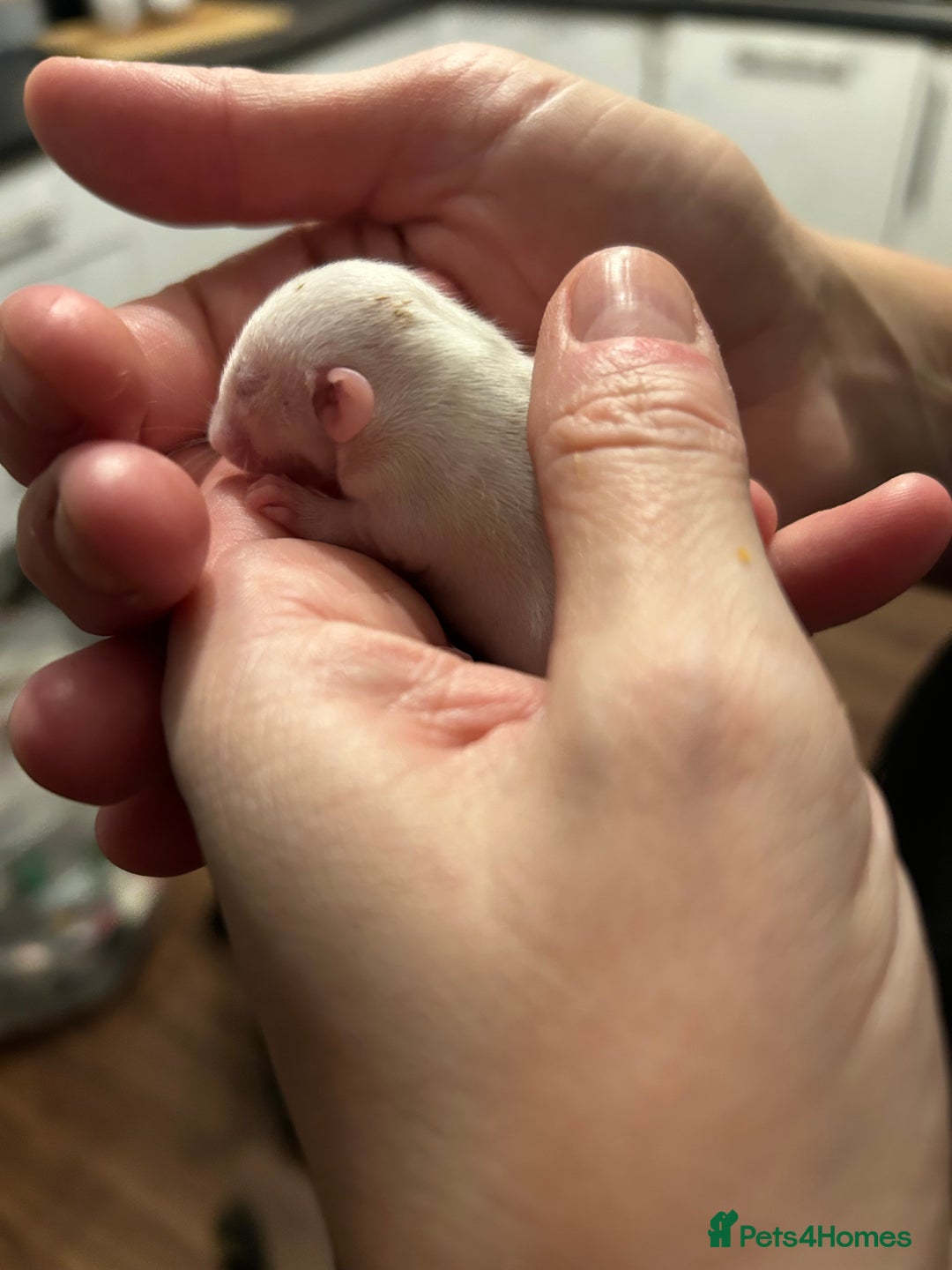 Rat rodents for sale: Fancy Rats - Advert 11