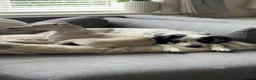 Italian Greyhound dogs for stud: Italian greyhound for stud - cream in Bournemouth - Advert 7