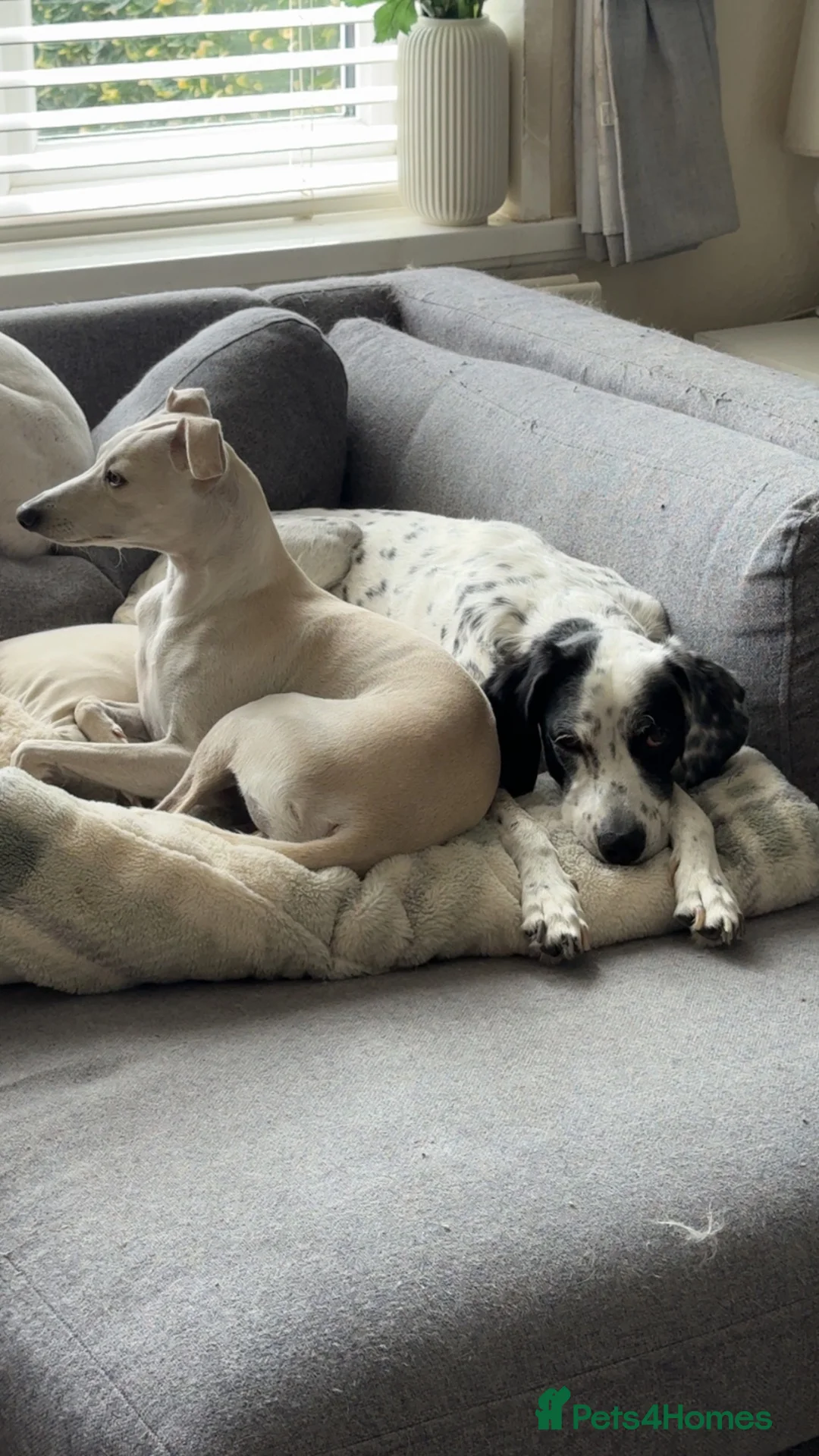 Italian Greyhound dogs for stud: Italian greyhound for stud - cream in Bournemouth - Advert 7