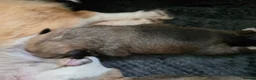 Welsh Corgi Pembroke dogs for sale: KC Beautiful Welsh Pembroke Corgi puppies. - Advert 3
