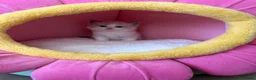 Ragdoll cats for sale: 7 Stunning Baby Ragdolls - Advert 7