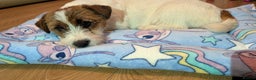 Jack Russell dogs for sale: Jack Russell female puppy - Advert 2
