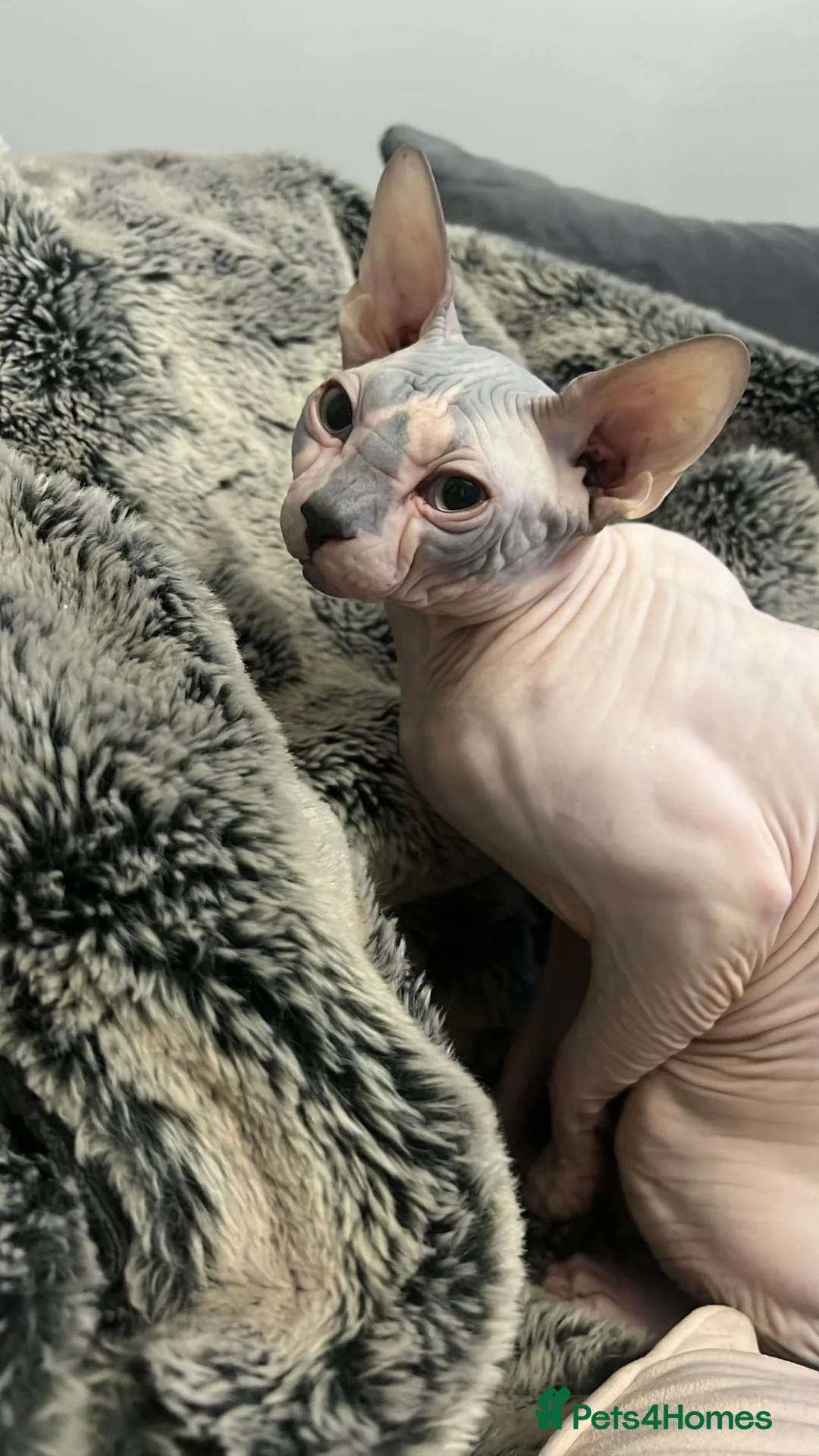Sphynx cats for stud: Sphynx boy stud, in Wirral - Advert 12