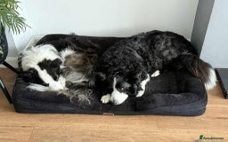 Border Collie dogs for sale: Beautiful Border collie Puppies - Image 4