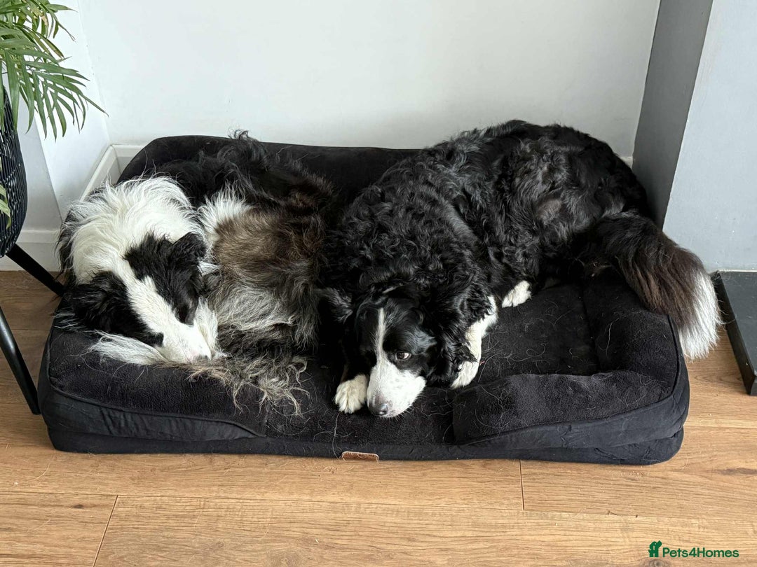 Border Collie dogs for sale: Beautiful Border collie Puppies - Image 4