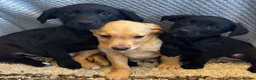 Labrador Retriever dogs for sale: Fox Red & Black Lab Retriever Puppies For Sale - Advert 8