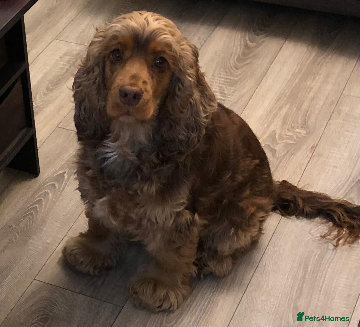 Cocker Spaniel dogs Female cocker spaniel 3 years old  - Advert 1