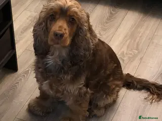 Cocker Spaniel dogs Female cocker spaniel 3 years old - Advert 11
