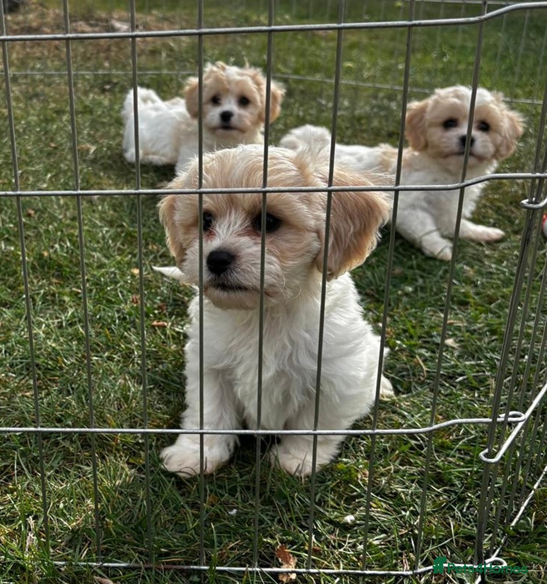 Cavachon dogs for sale: Cavachon puppies  - Image 12