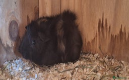 Guinea Pig rodents for sale: Funky male baby Guinea Pigs  - Image 5