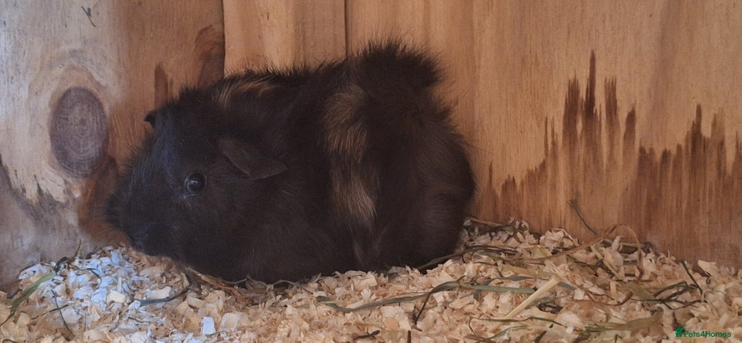 Guinea Pig rodents for sale: Funky male baby Guinea Pigs  - Image 5