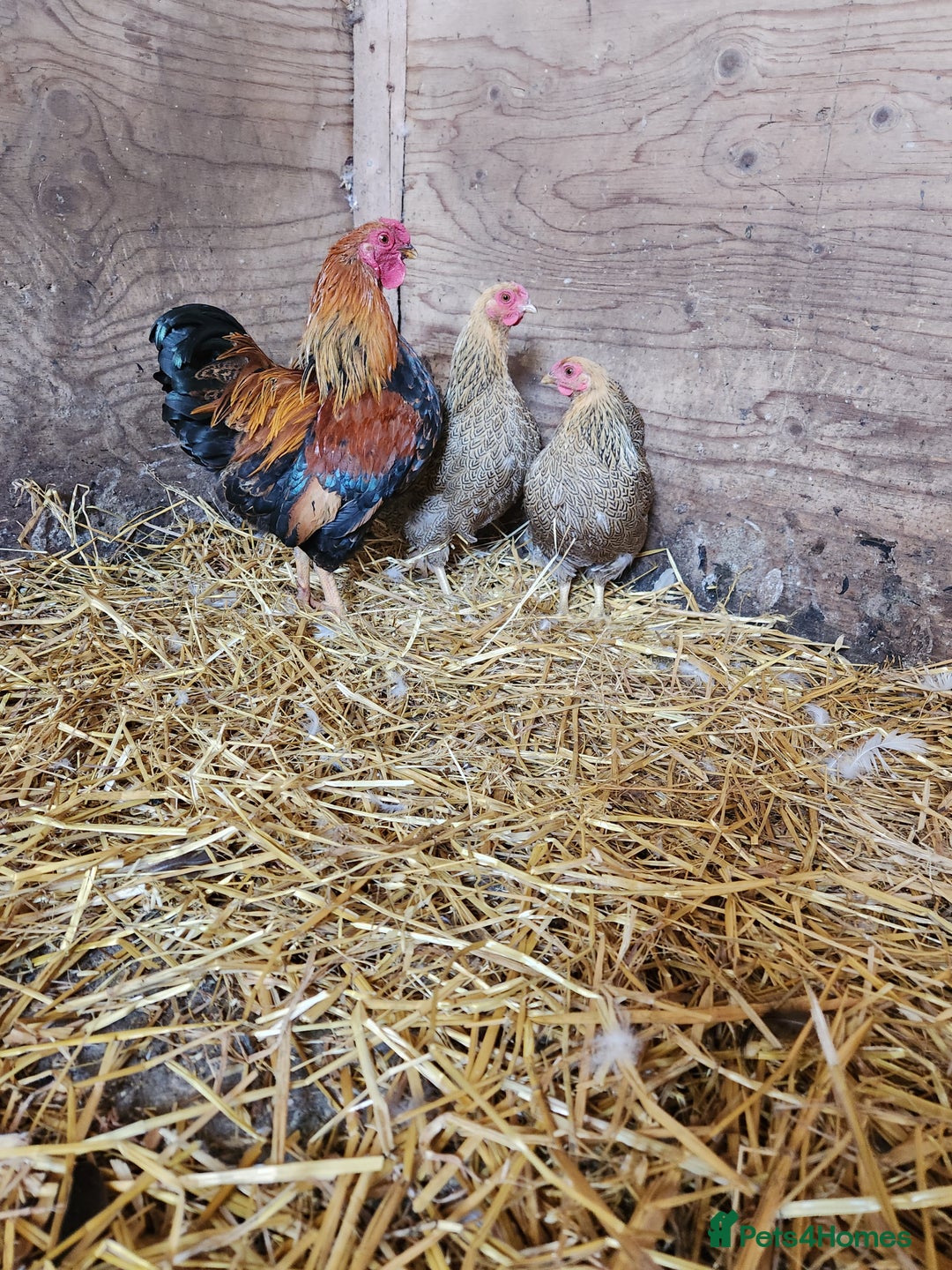 Chickens poultry for sale: Trios of pure bred chicken breeds - Image 3