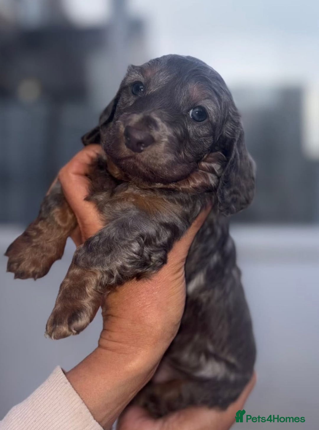 Dachshund dogs for sale: Long haired dachshunds  - Image 3