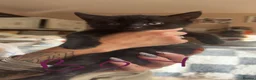 British Longhair cats for sale: Fluffy Black and Black and White Kittens! - Advert 6