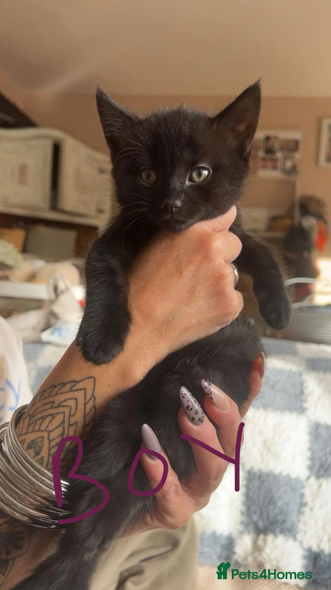 British Longhair cats for sale: Fluffy Black and Black and White Kittens! - Advert 6