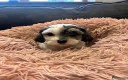 Cavachon dogs for sale: Gorgeous F1 Cavachon puppies - Image 3