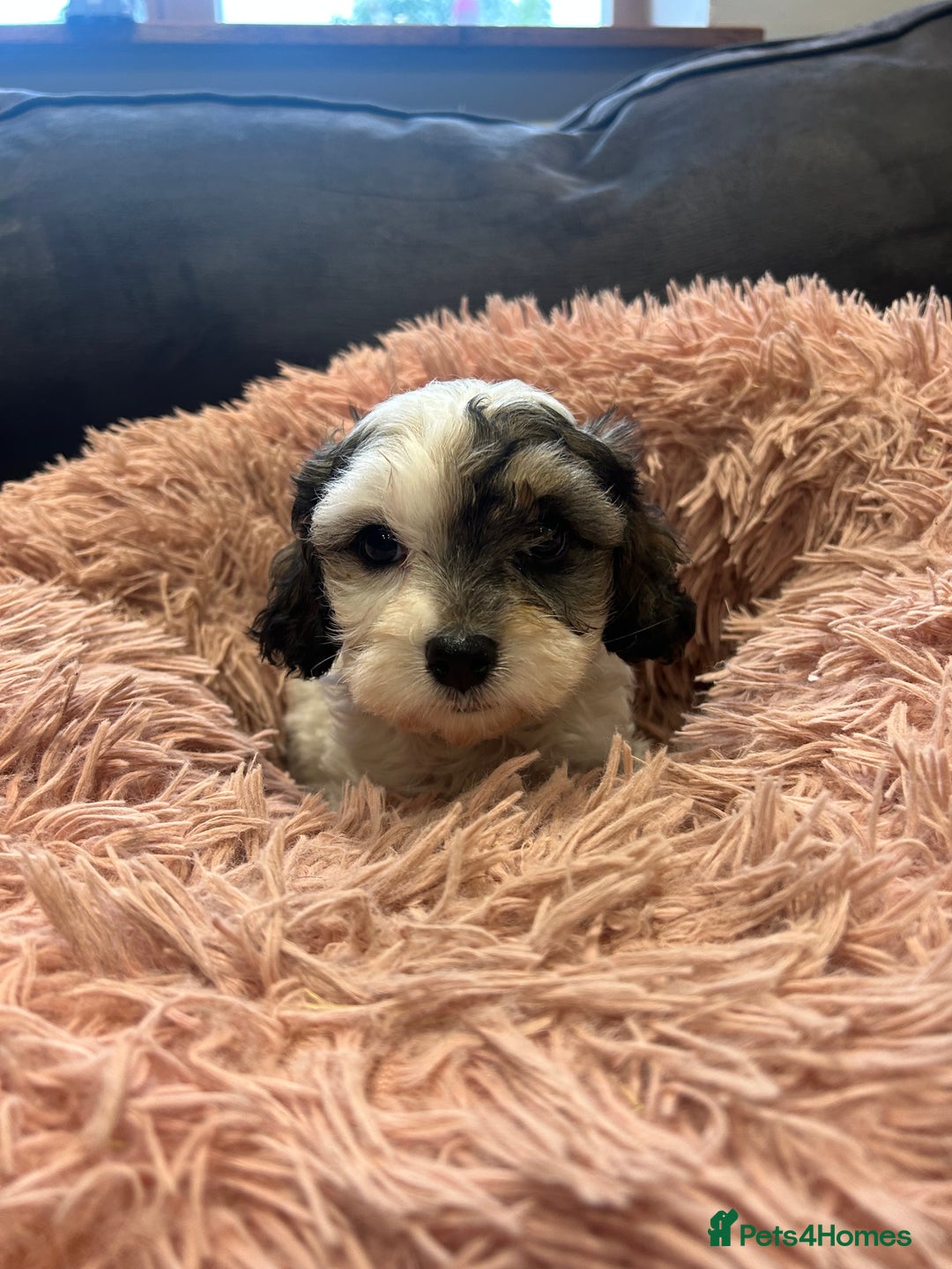 Cavachon dogs for sale: Gorgeous F1 Cavachon puppies - Image 3