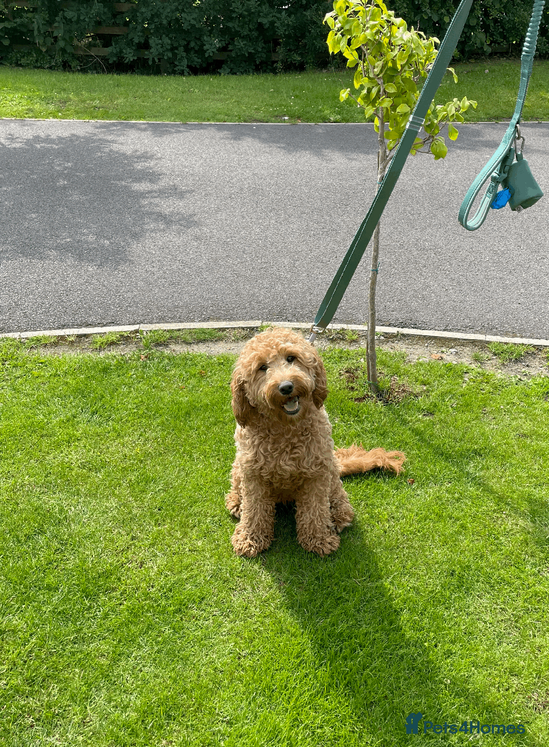 Cockapoo dogs for sale: F1b TOY COCKAPOO PUPS - DNA Health Tested!! - Advert 10