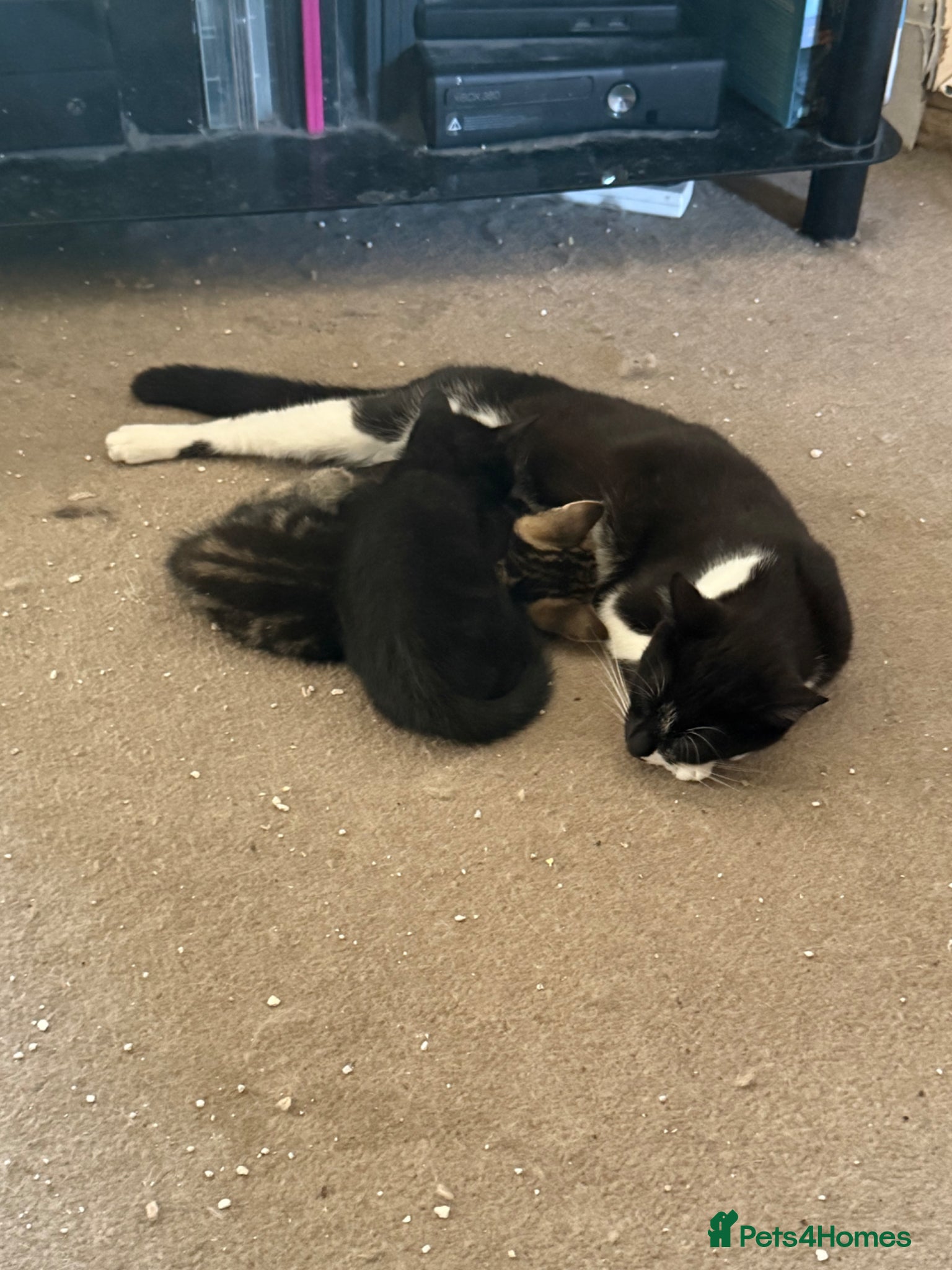 Mixed Breed cats Kittens for sale - Advert 1