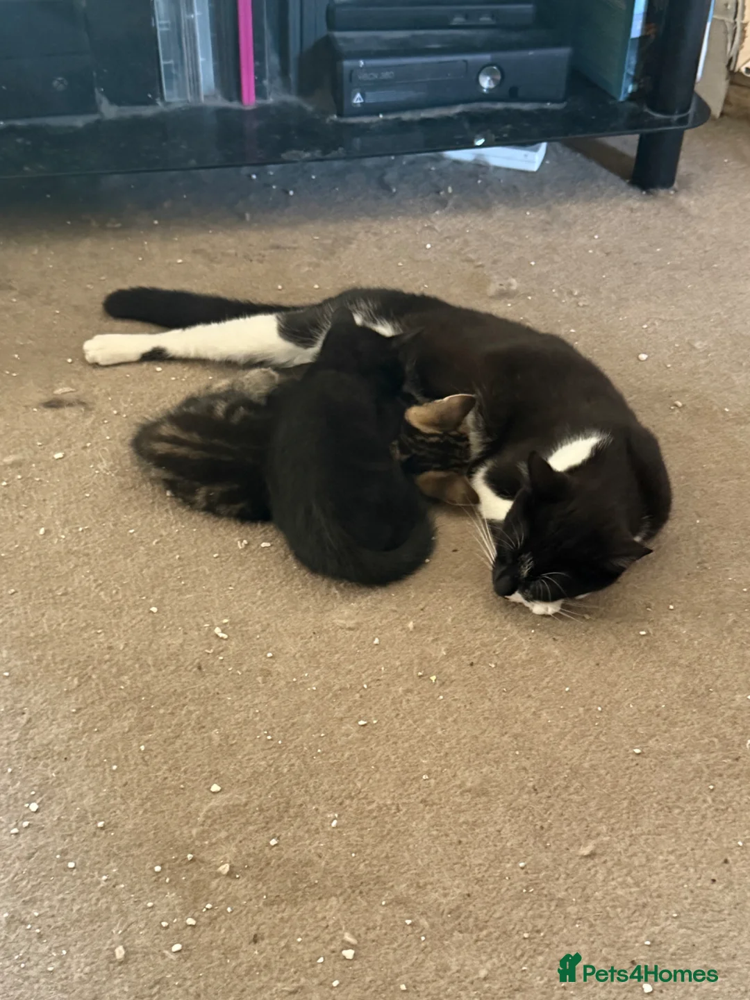 Mixed Breed cats for sale: Kittens for sale - Advert 1