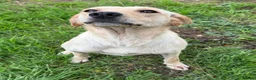 Labrador Retriever dogs for sale: Available Immediately! - Advert 2