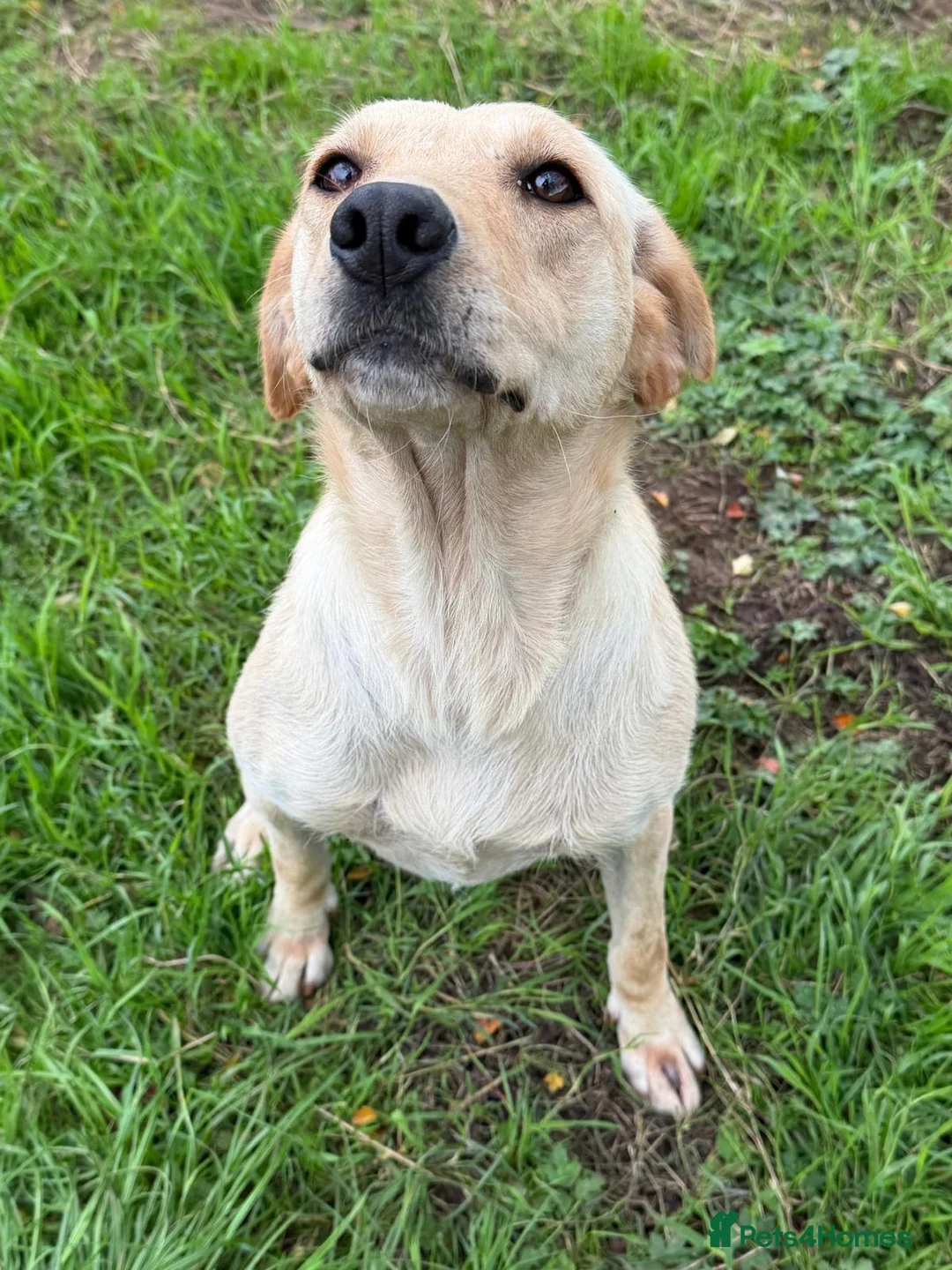 Labrador Retriever dogs for sale: Available Immediately! - Advert 2