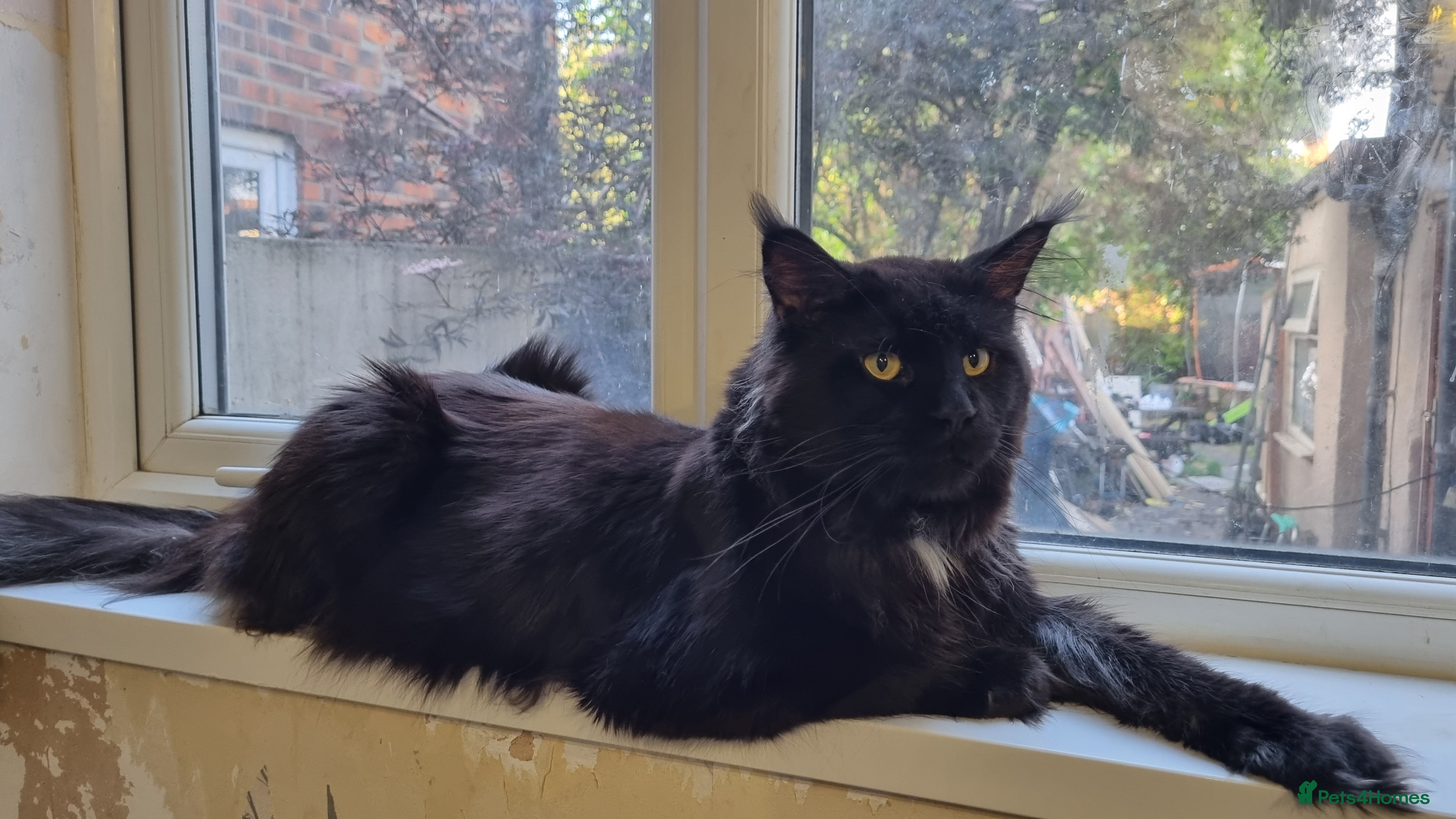 Maine Coon cats Large Black 9kg Russian Lines Maine Coon STUD - Advert 23