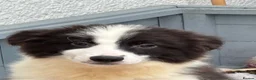 Border Collie dogs for sale: Gorgeous KC Registered Border Collies Ready now  - Advert 5