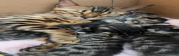 Bengal cats for sale: Half bengal kittens  in Spalding - Advert 13